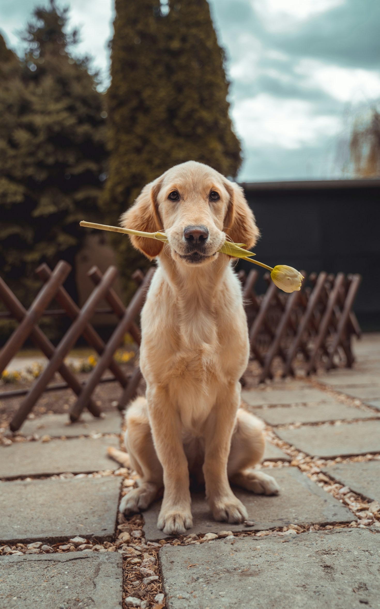 犬好きのための快適ライフスタイル提案
