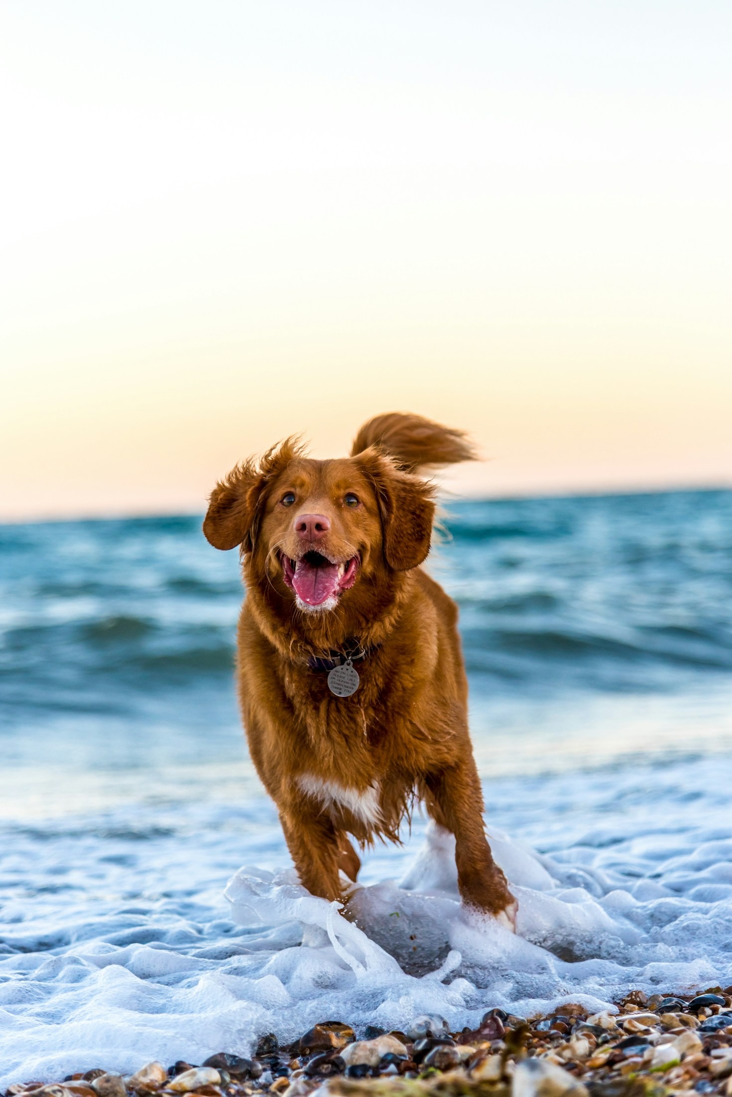 デザインで広がる愛犬との絆